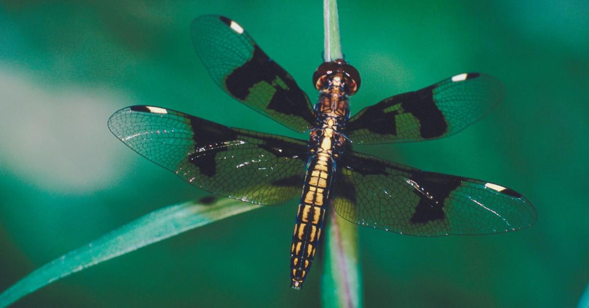 Overhead photo of a dragonfly on a blade of grass