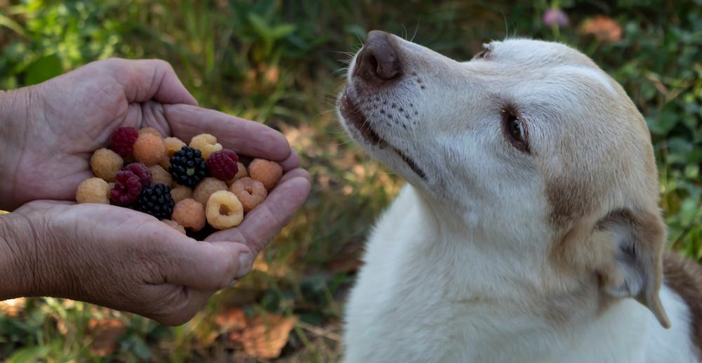 A person presenting a dog with a handful of berries. 