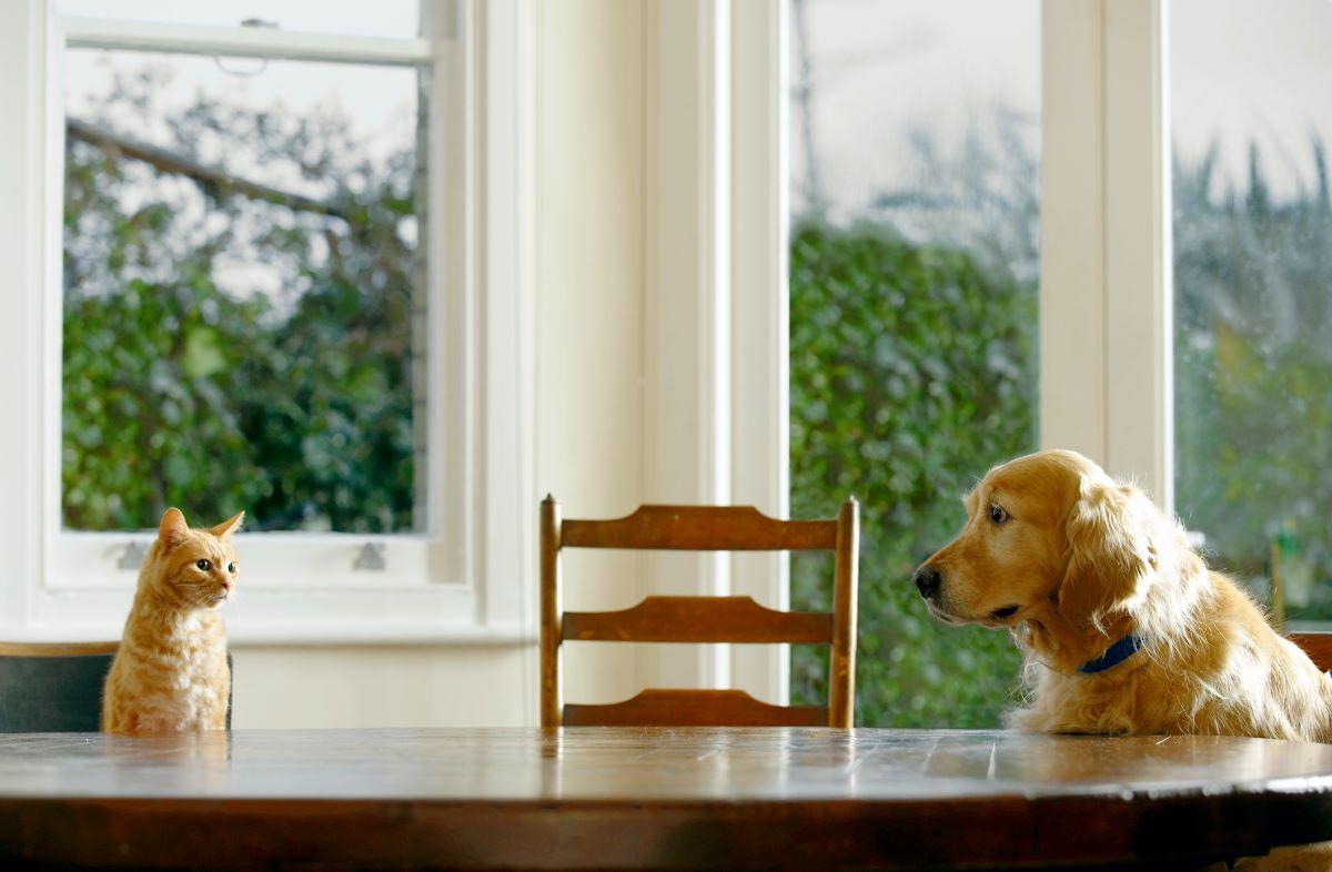 Dog and cat staring at each other from across the kitchen table.