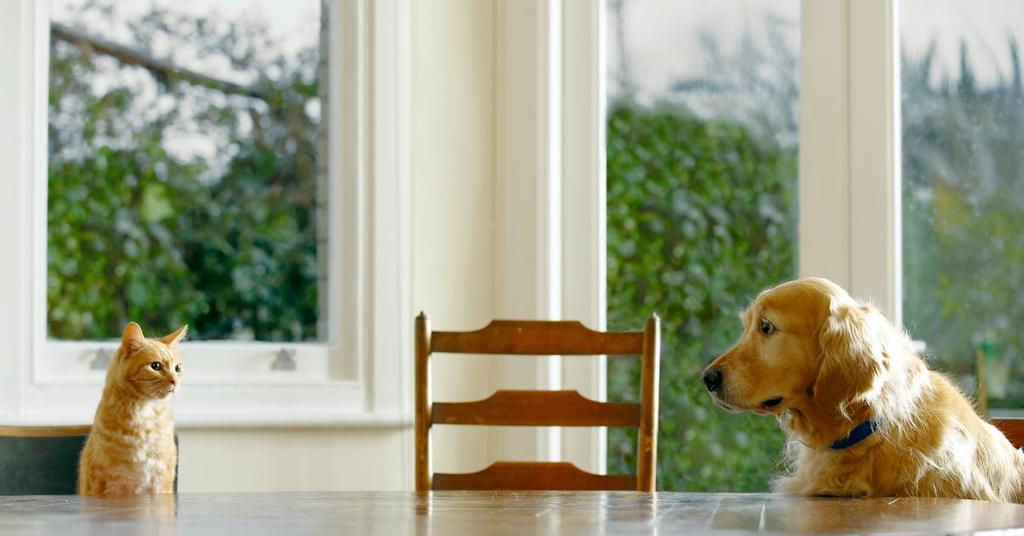 What to Do if Your Dog Won't Eat Food, But Will Eat Treats