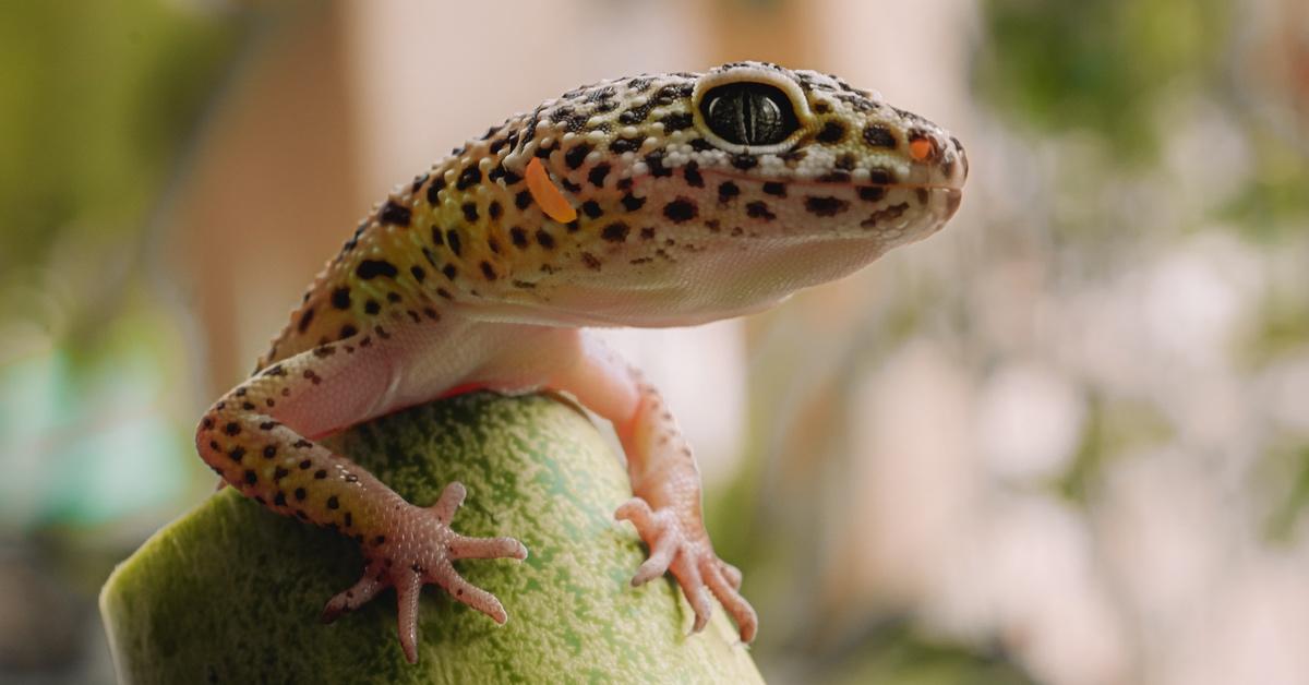 Leopard gecko sitting on a perch. 