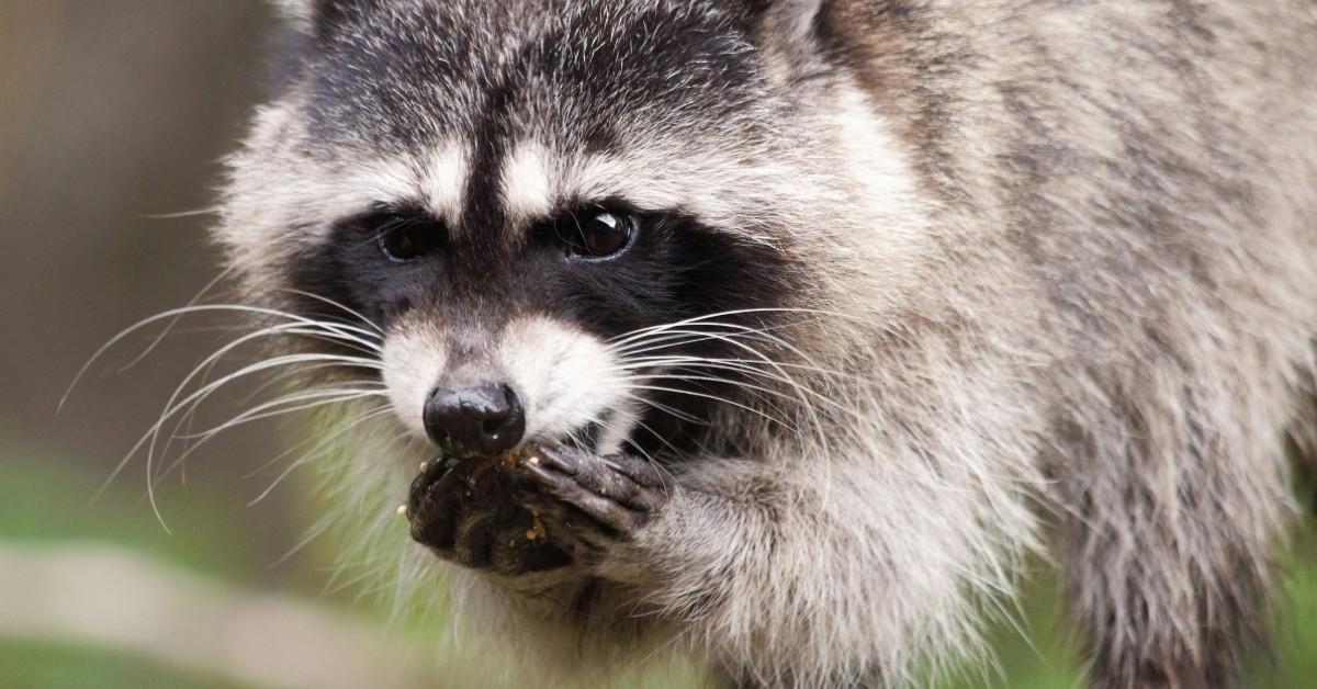 A closeup of a raccoon eating food