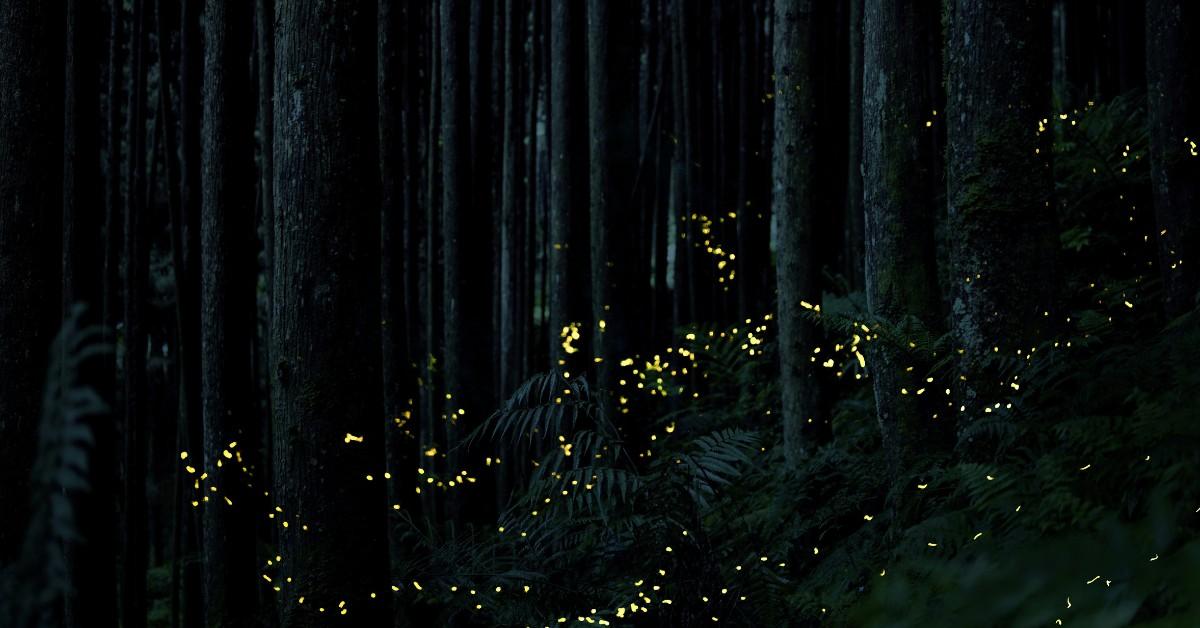 Fireflies light up a wooded area as they leave trails marking their flightpath