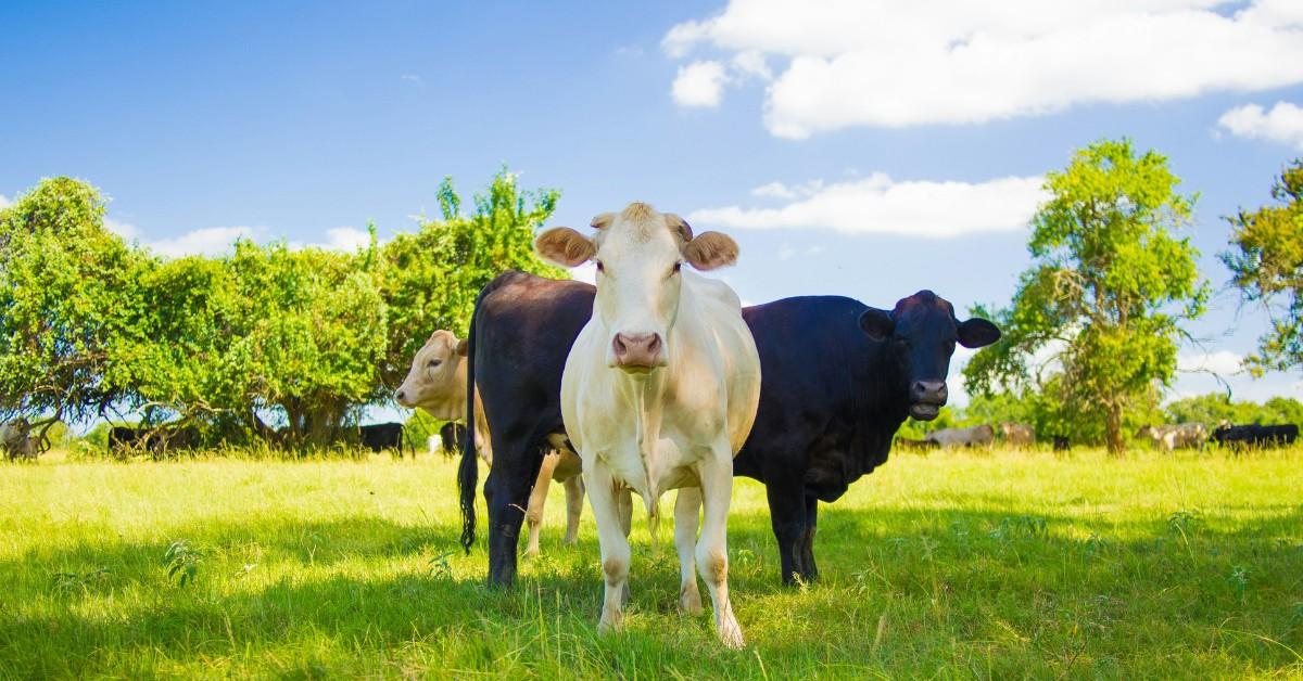 Three cows standing a grassy field