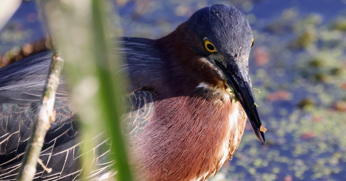 Climate change is shrinking many ian birds