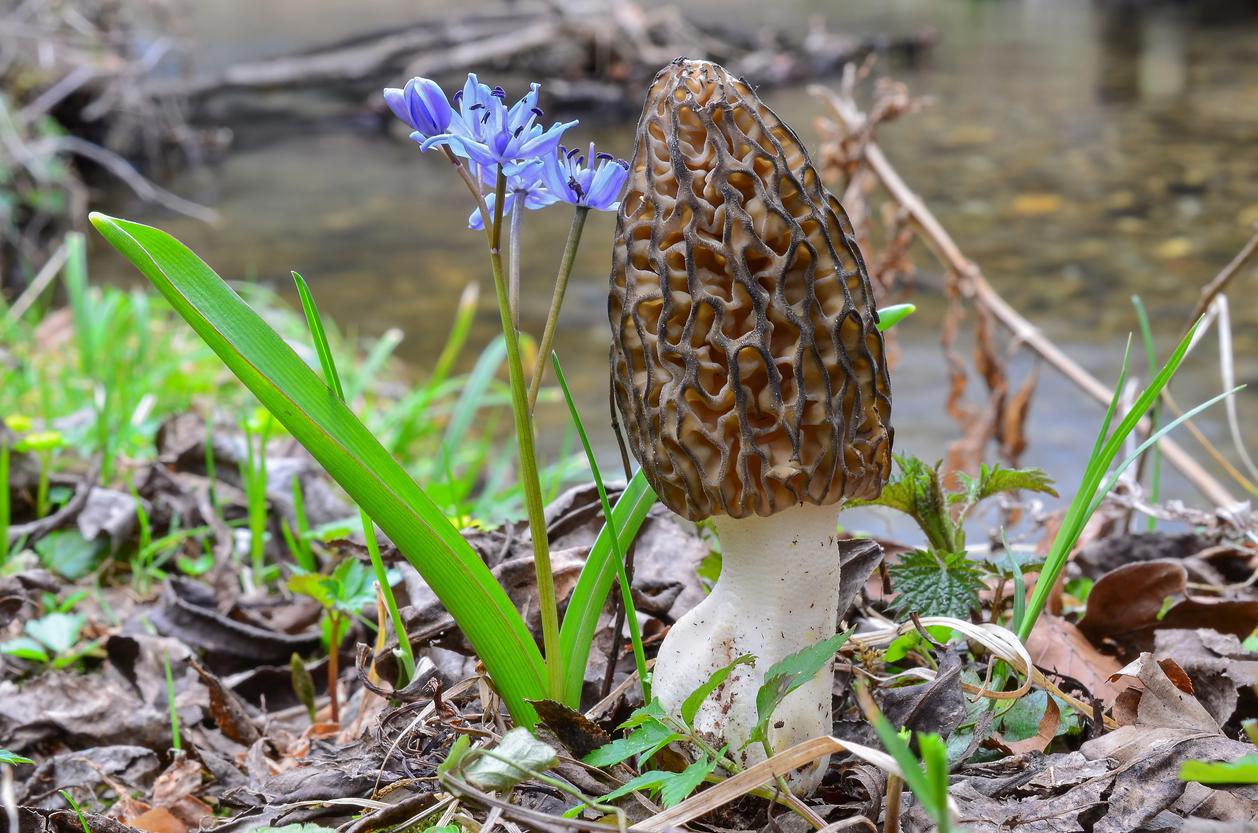 Morel mushroom near creek