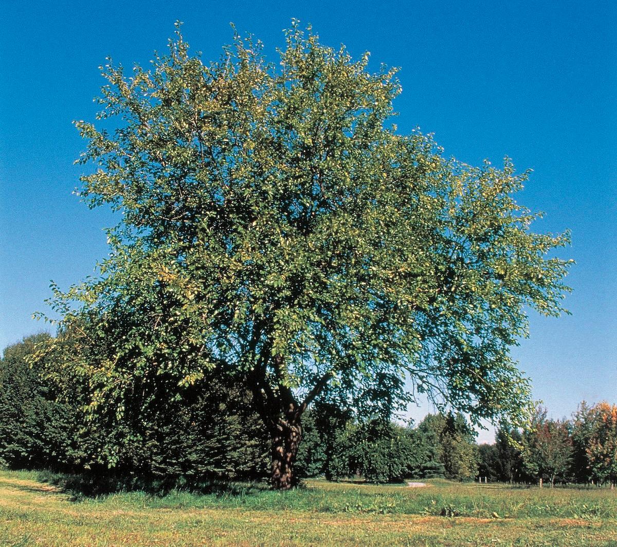 Tall white mulberry tree in a field