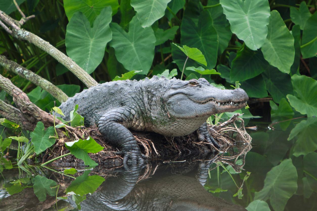 An alligator emerges from a swamp surrounded by leaves.