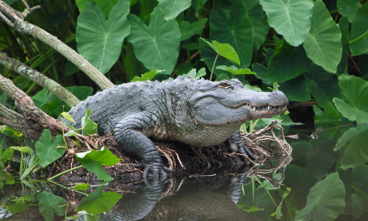 Are There Alligators in Virginia or Arkansas? What to Know