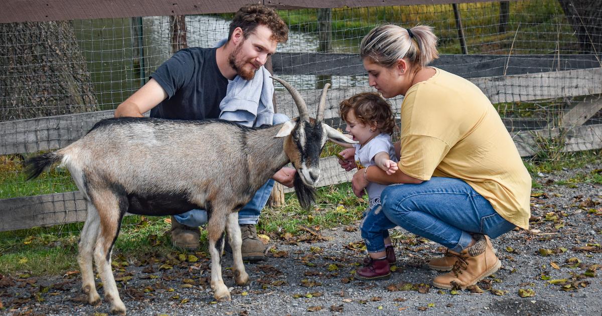 Catskill Animal Sanctuary goat