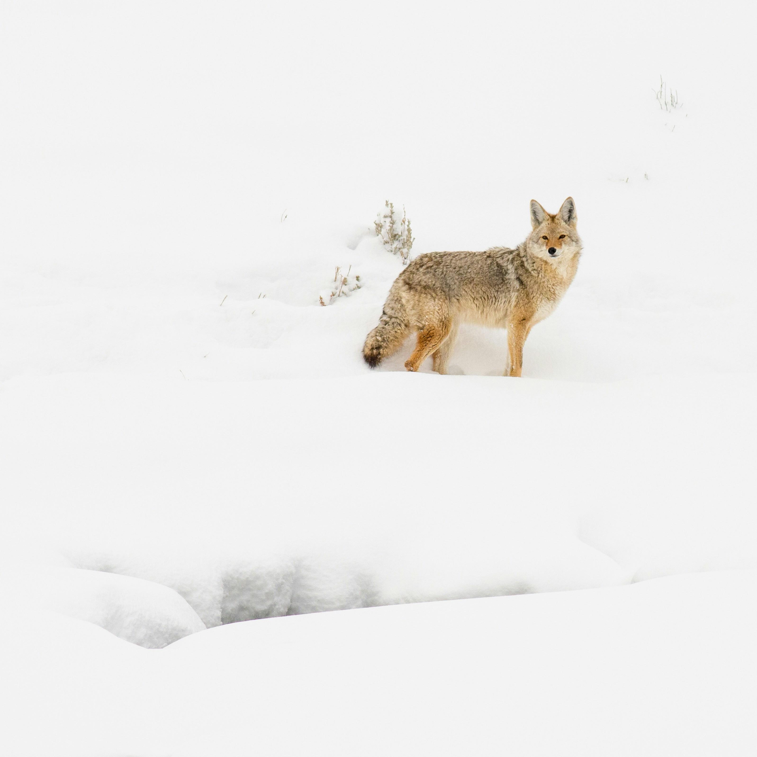 A coyote with a heavy coat of fur hunts for food during the winter at Yellowstone National Park in January 2020.