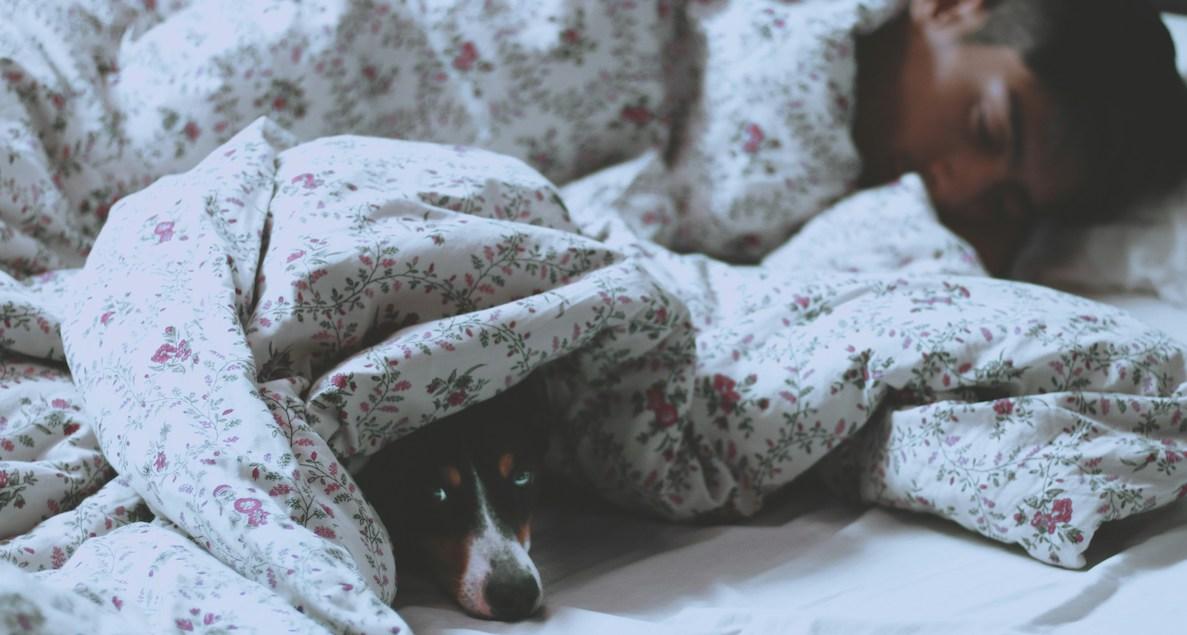 dog sleeping bed