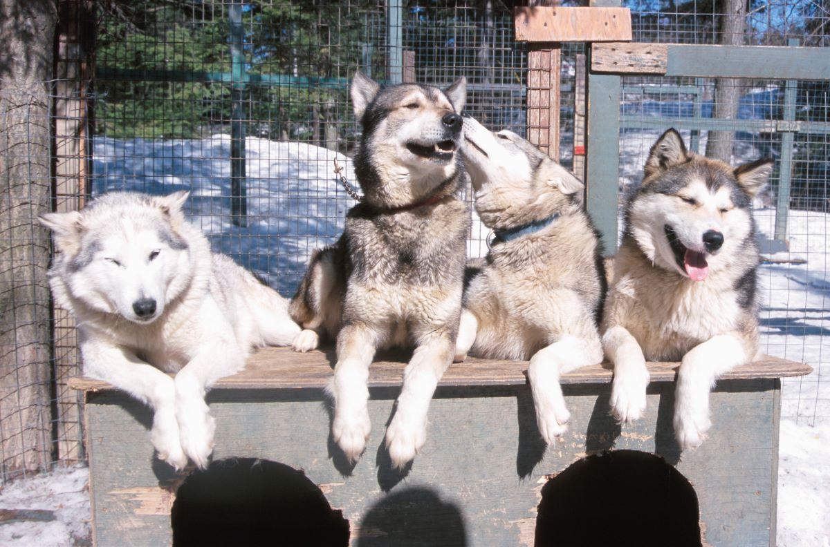 Siberian Huskies relaxing outside