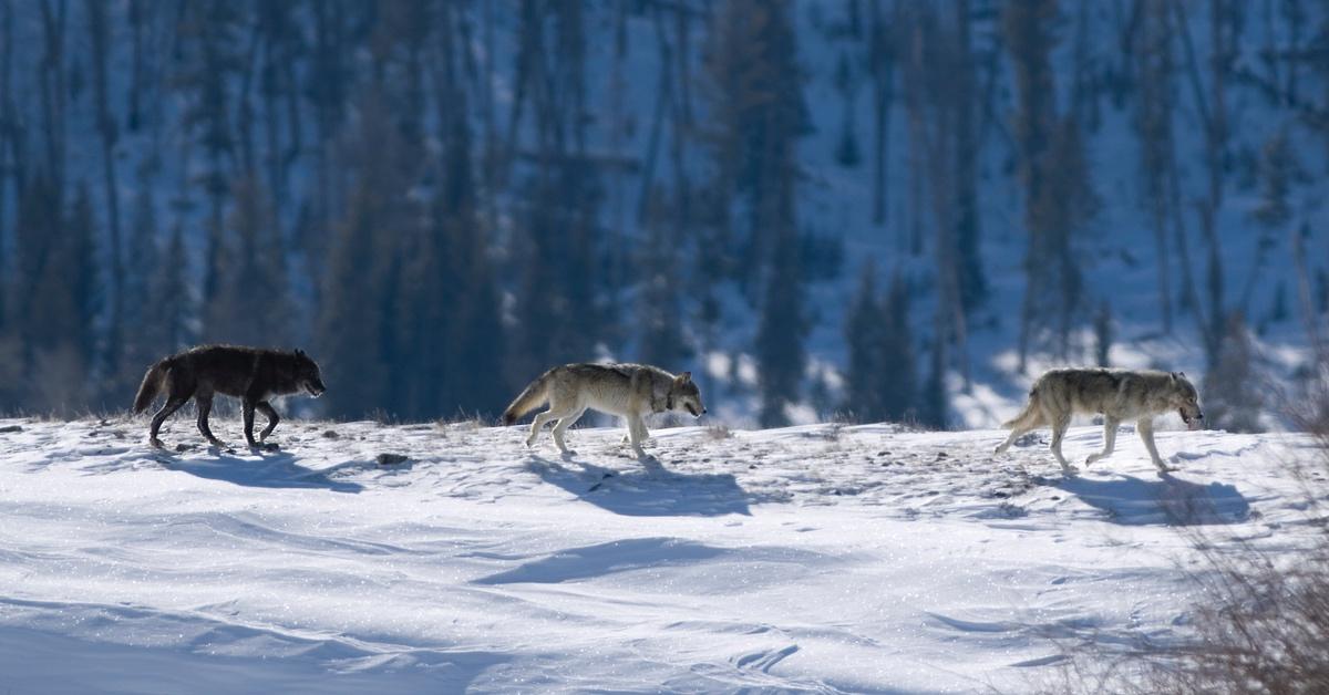 A trio of wolves in Yellowstone National Park in the snow. 