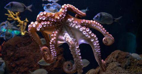 Representative picture of a pink-purple octopus sitting between rocks on the sea floor (Cover Image Source: Unsplash | Serena Repice Lentini)