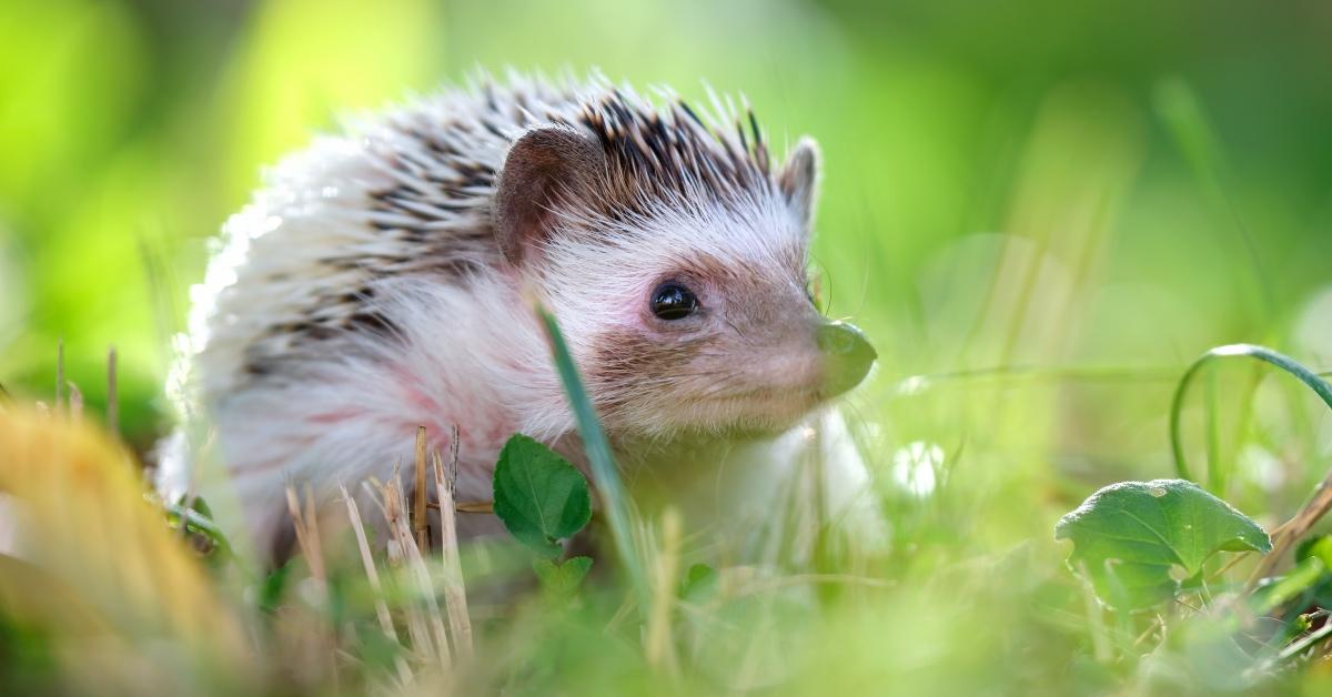 A hedgehog sitting in the grass. 