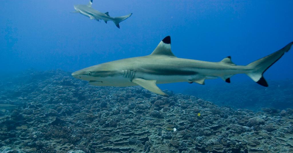 How Are Sharks Curbing Climate Change? Here's What Studies Say