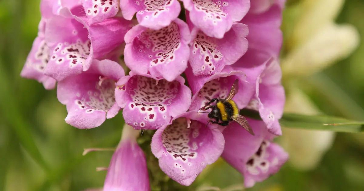 A bee stop by a fox glove flower for a little treat. 