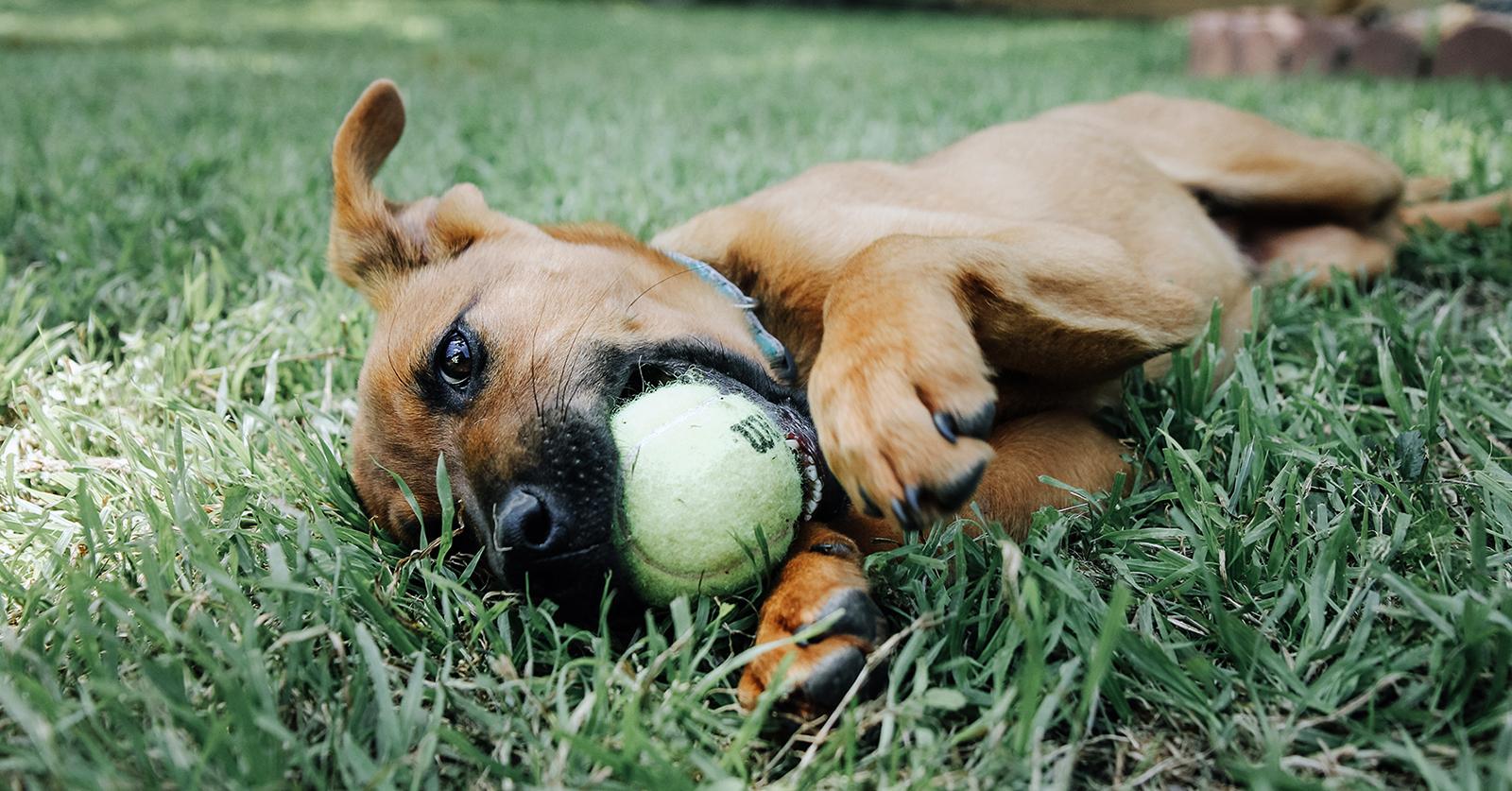 A dog chews on a tennis ball in the grass