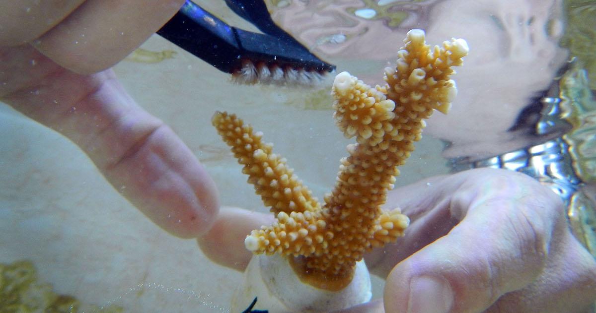 Coral bleaching