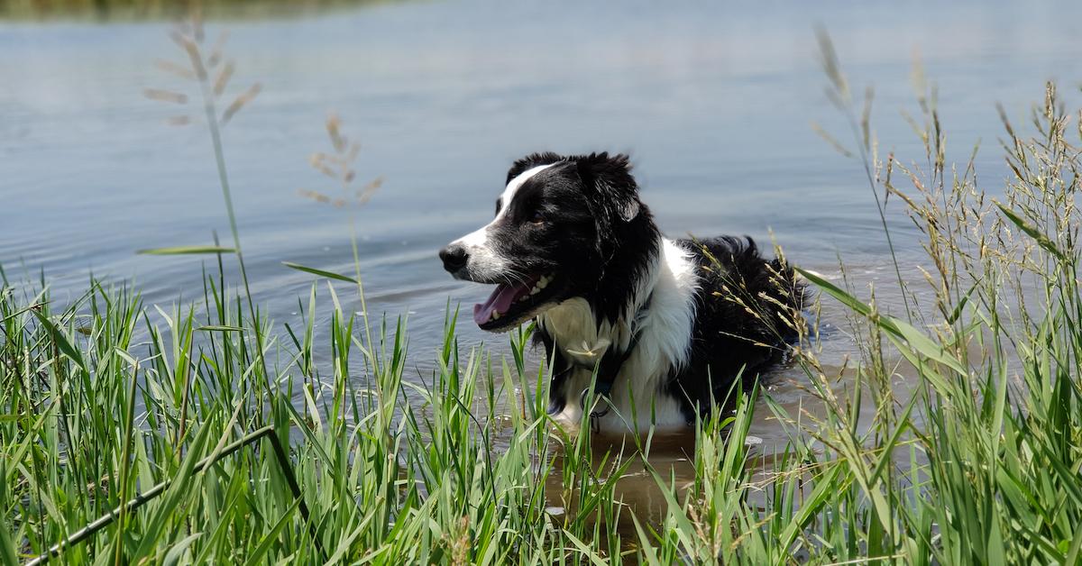 Blue Green Algae Is Poisoning Dogs After Swimming In Ponds And Lakes