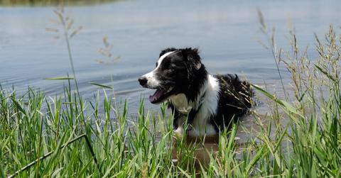 dog blue green algae bloom