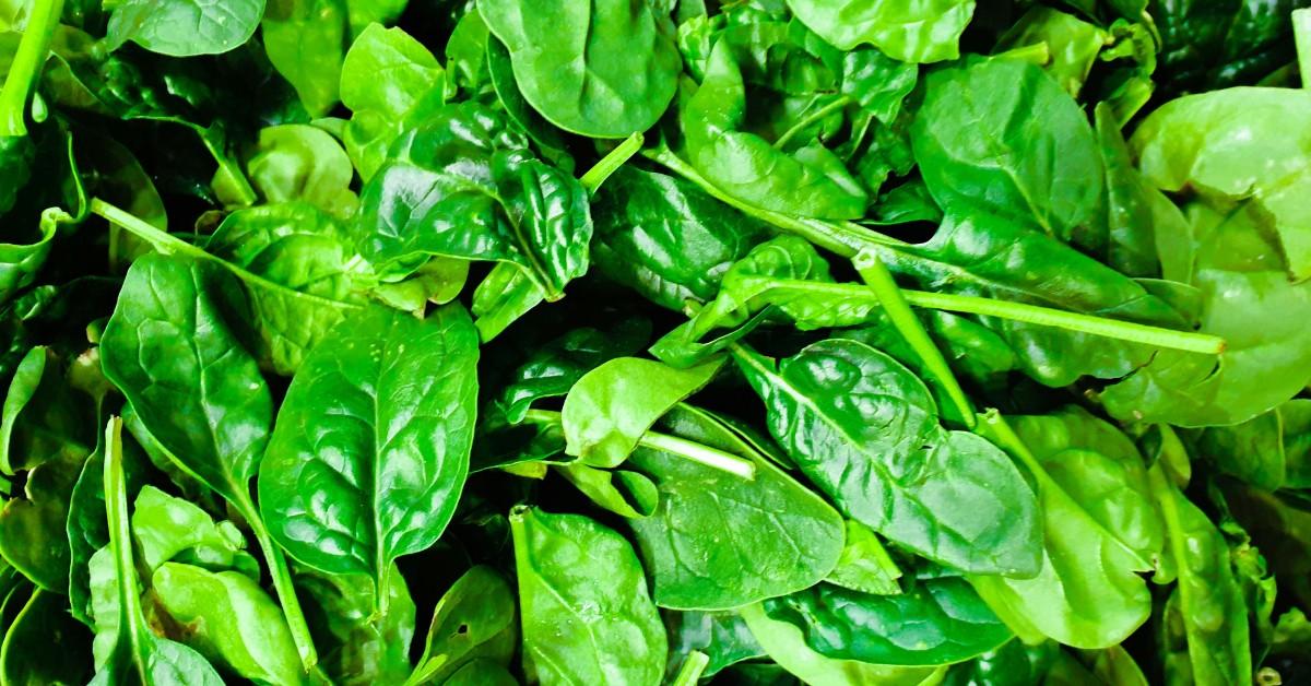 Closeup of spinach leaves