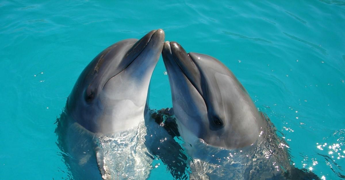 Two dolphins float next to one another while rubbing their noses together