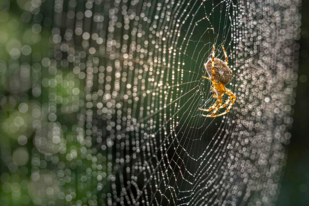 pn/dec e fb ecbaabebfc