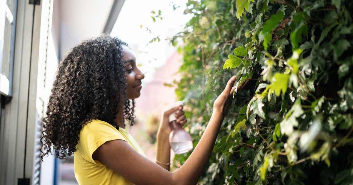 Girl watering plants in her apartment's vertical garden (Representative Cover Image Source: Getty Images | FG Trade)