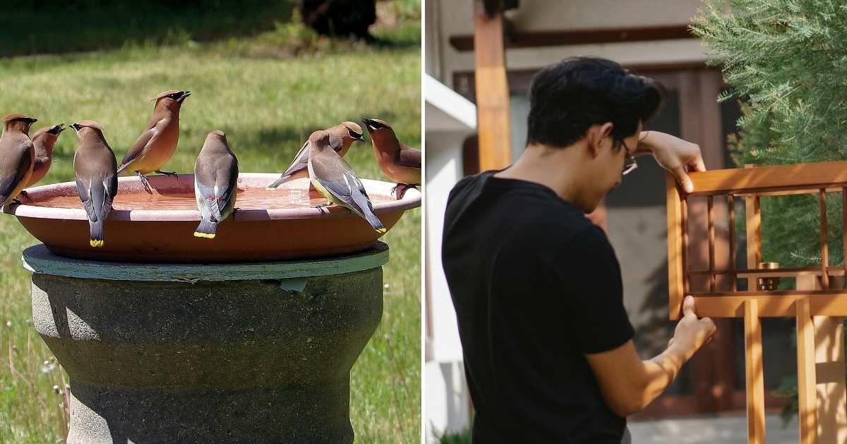 (L) Birds quenching their thirst from a bird bath during summer, (R) A man installing a bird feeder. (Representative Cover Image Source: (L) Unsplash | Dan Loran, (R) Pexels | Ono Kosuki)