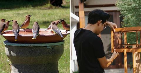 (L) Birds quenching their thirst from a bird bath during summer, (R) A man installing a bird feeder. (Representative Cover Image Source: (L) Unsplash | Dan Loran, (R) Pexels | Ono Kosuki)