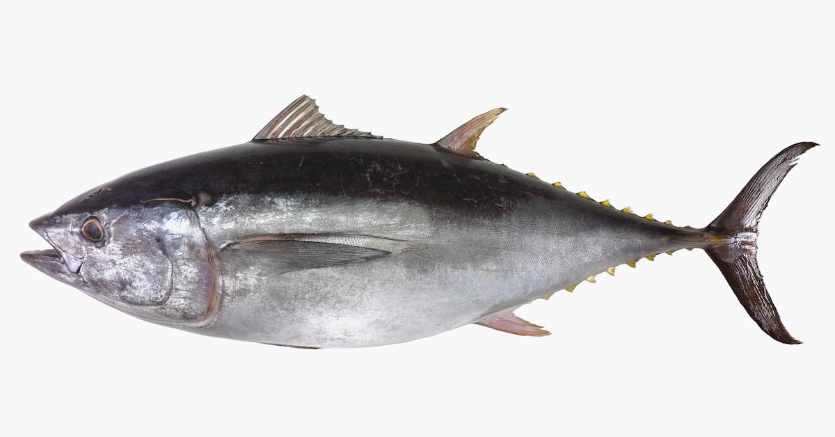 Tuna fish