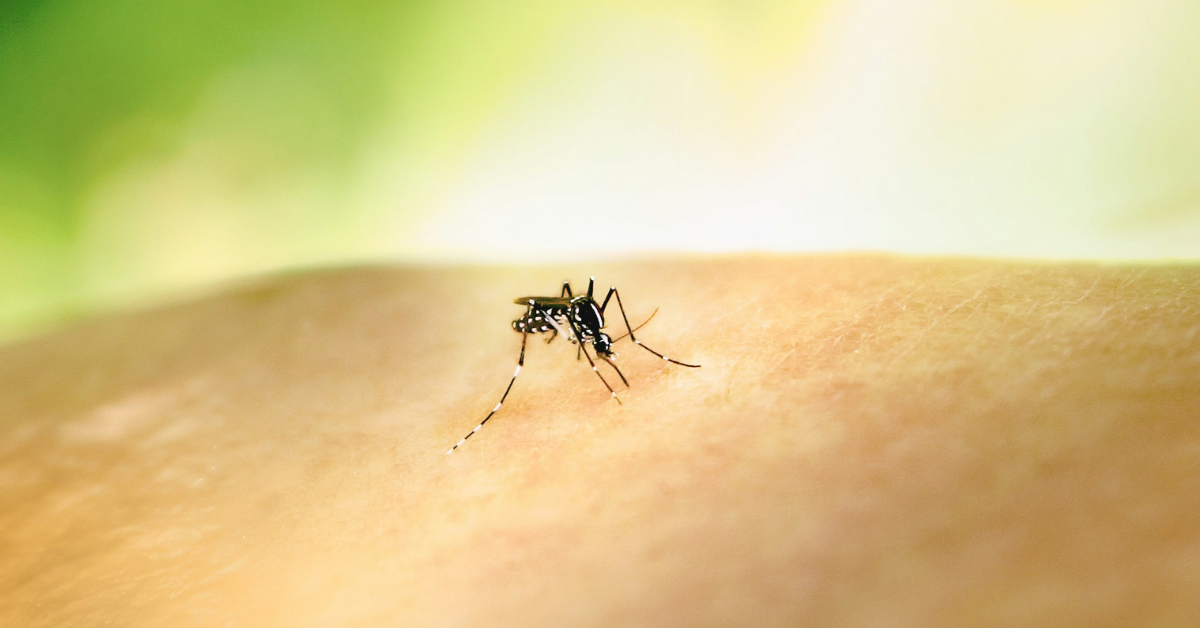 A closeup of a black and white stripped mosquito