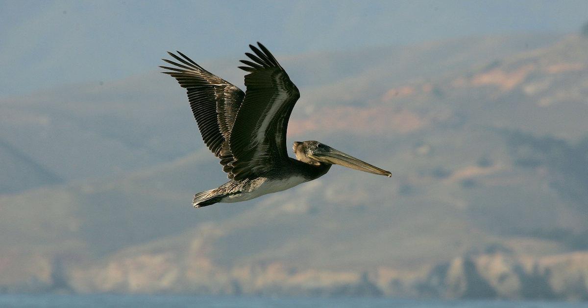 Brown pelican - species affected by the use of DDT