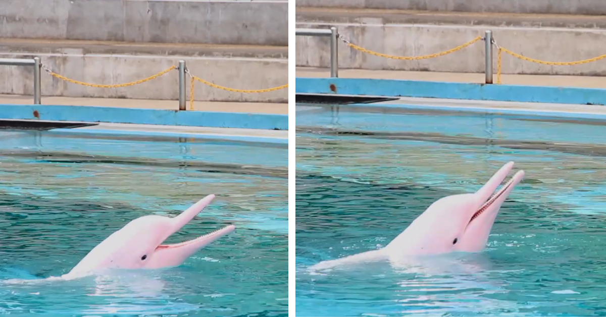 Pann the pink dolphin breaching the water for treats