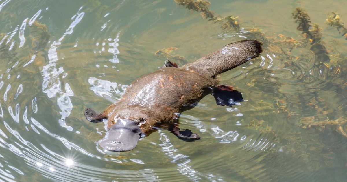 Overhead view of a platypus swimming in the water