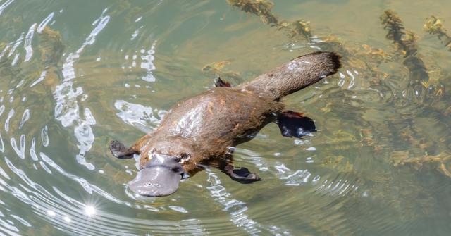 What Sound Does a Platypus Make? They're Too Cute for Words