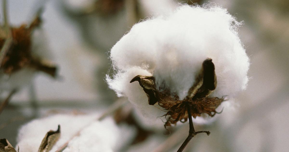 What's Eco-friendly cotton? 