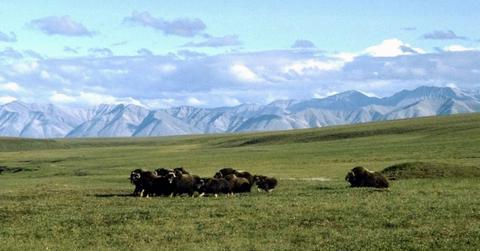lawsuit trump drilling arctic national wildlife refuge