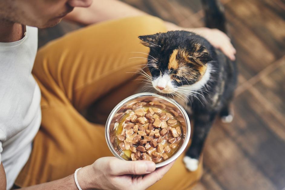 Small cat next to man holding a bowl of wet cat food. 