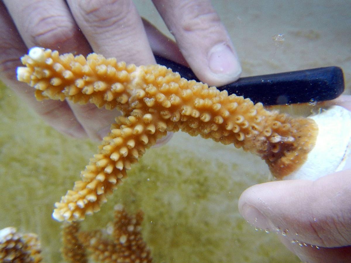 Staghorn coral, Animals