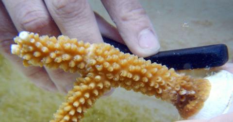 close-up of staghorn coral