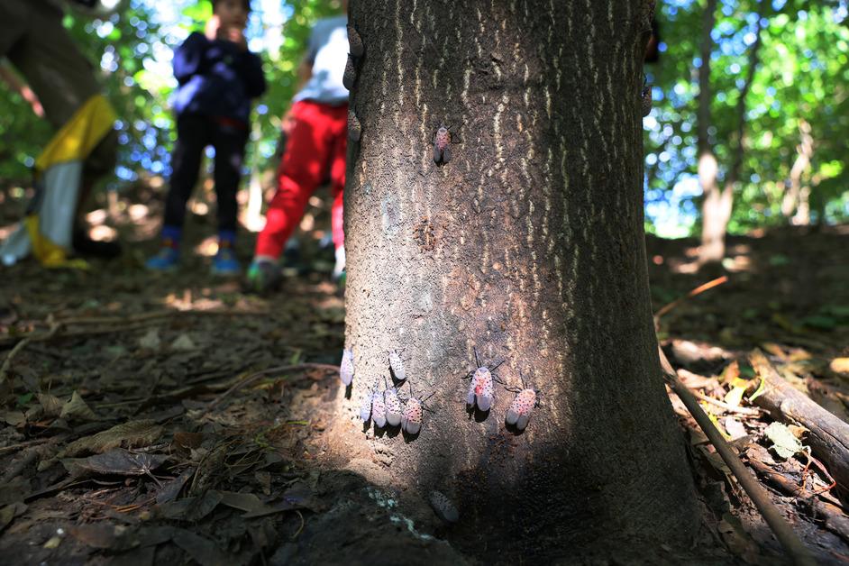 Lanternfly on tree