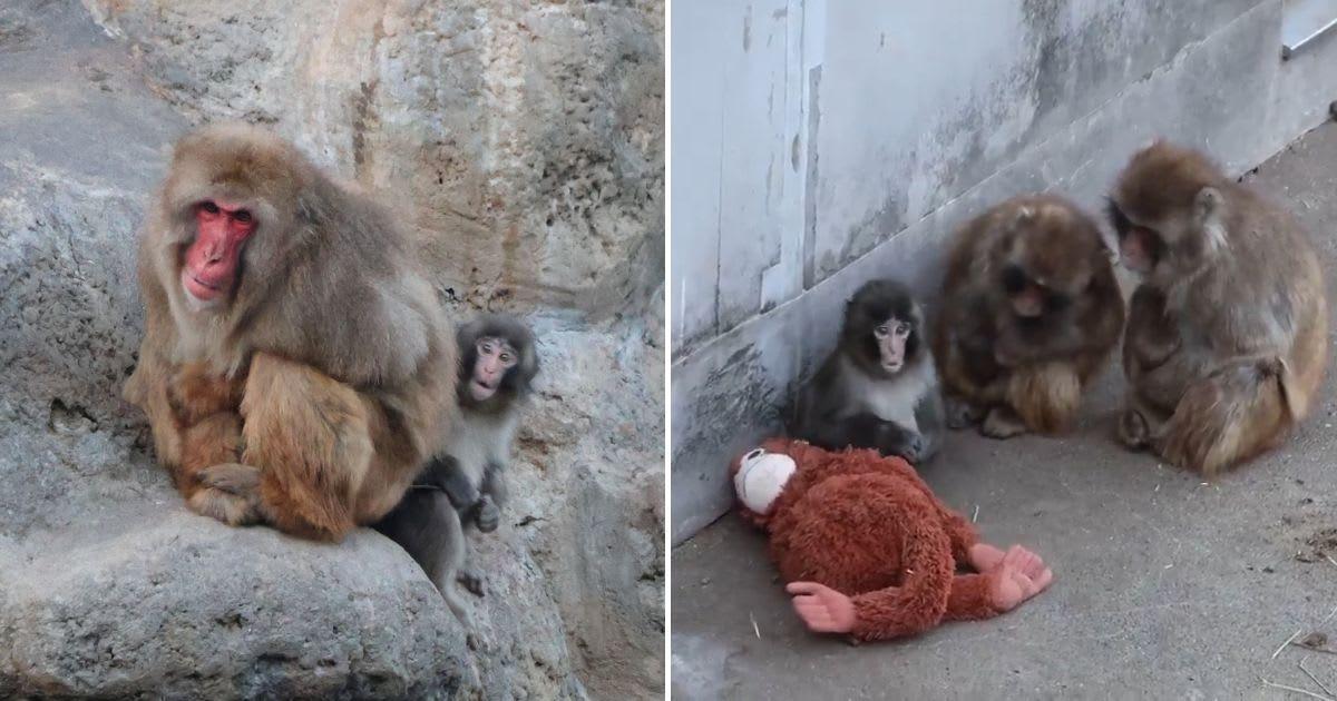 Punch with other macaques in the zoo (Cover Image Source: X | @ichikawa_zoo)