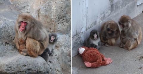 Punch with other macaques in the zoo (Cover Image Source: X | @ichikawa_zoo)