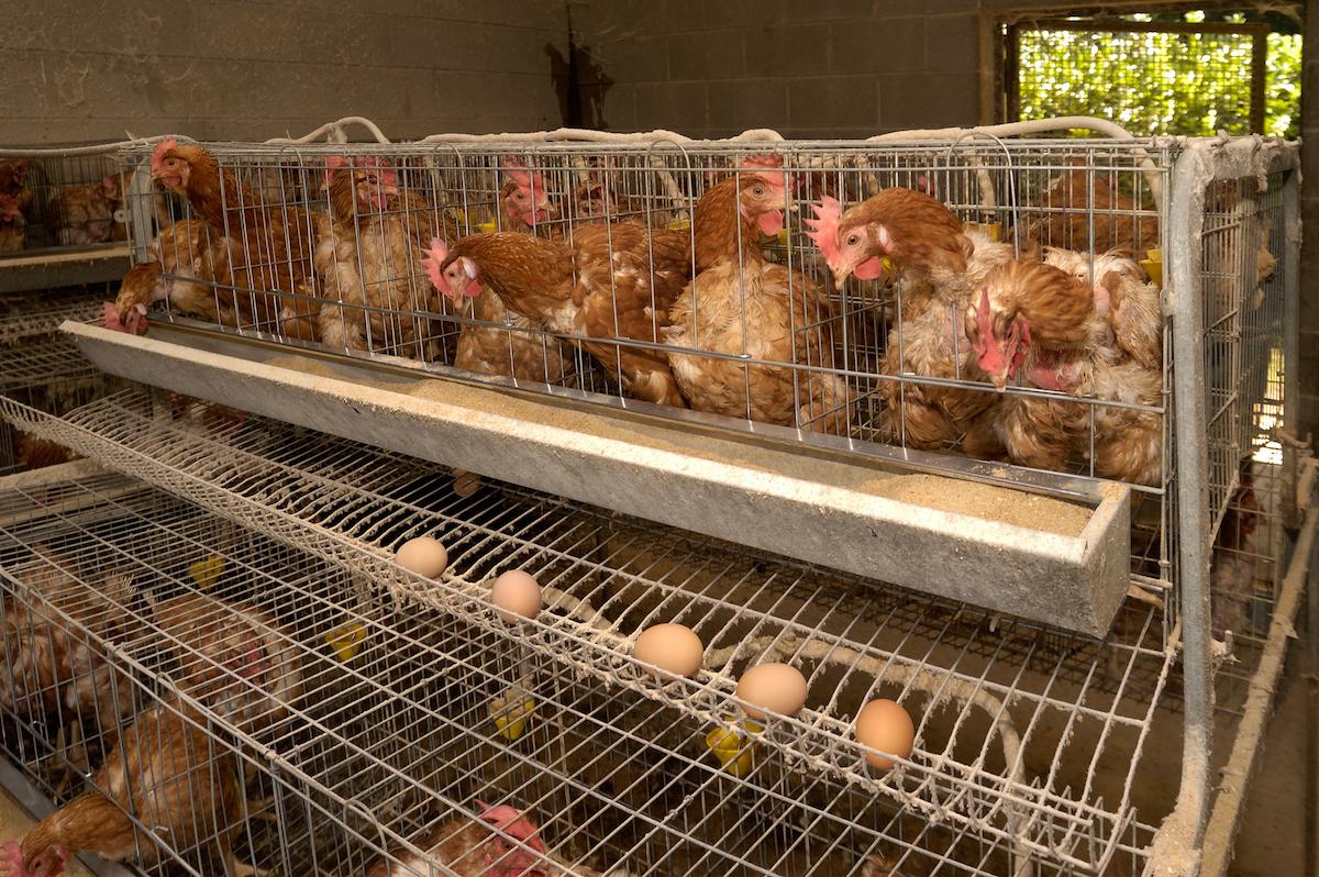 baby chicks dying mail usps