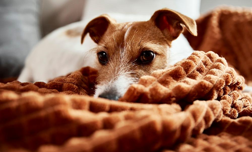 A terrier laying on a brown blanket on a couch. 