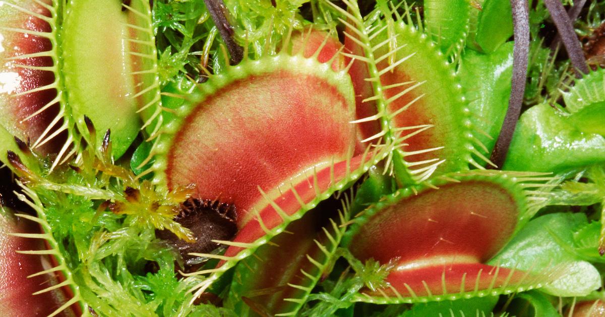 How to Care for Venus Flytraps Indoors - VENUS FLYTRAPS