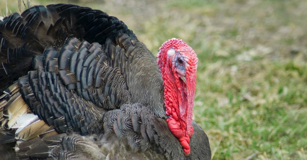 Close-up photograph of a turkey on the grass. 